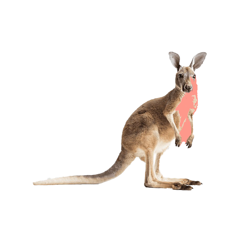 Kangaroo Tiger Wolf Dinosaur Piglet PNG