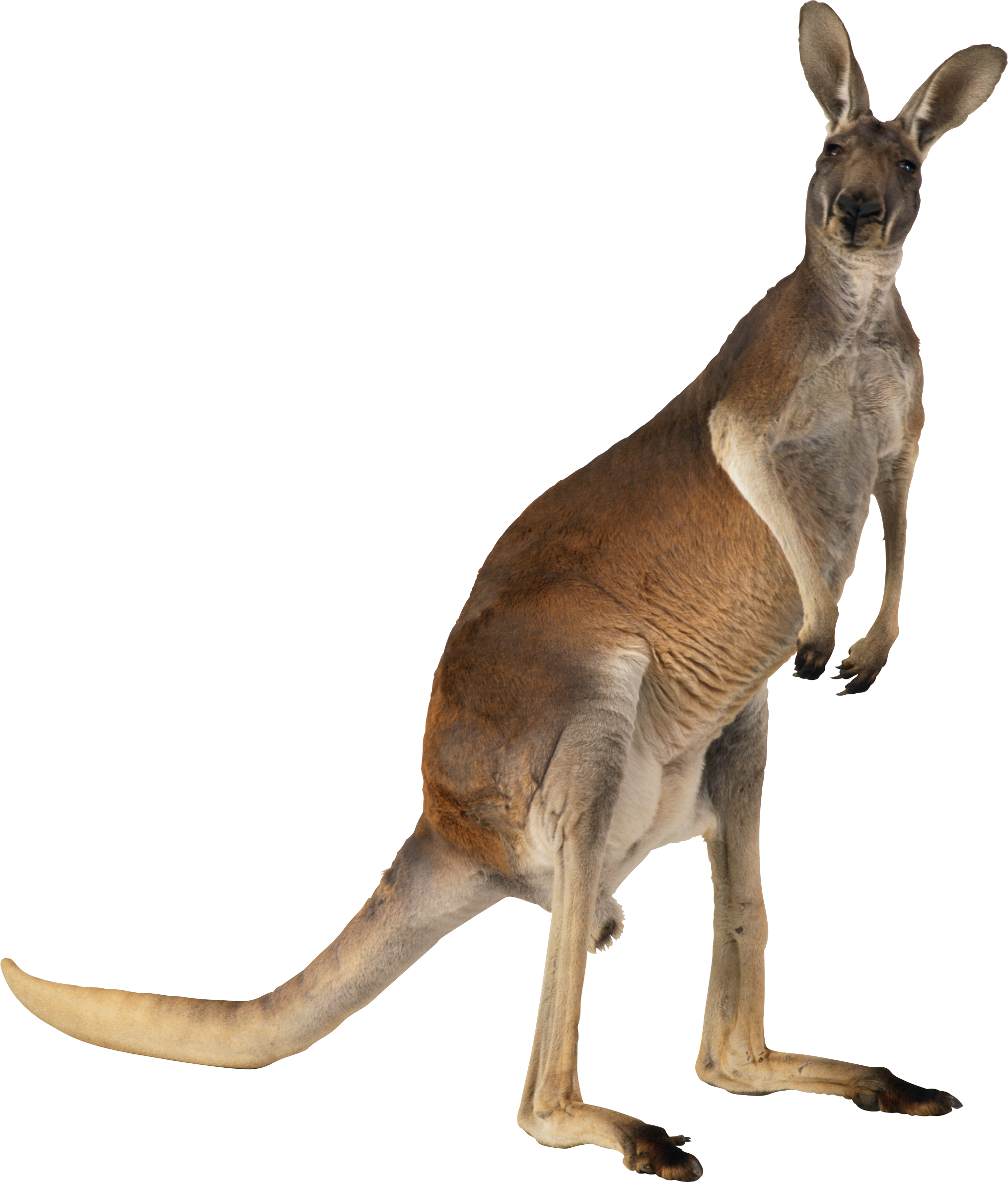Marsupial Reptile Kangaroo Dinosaur Animals PNG