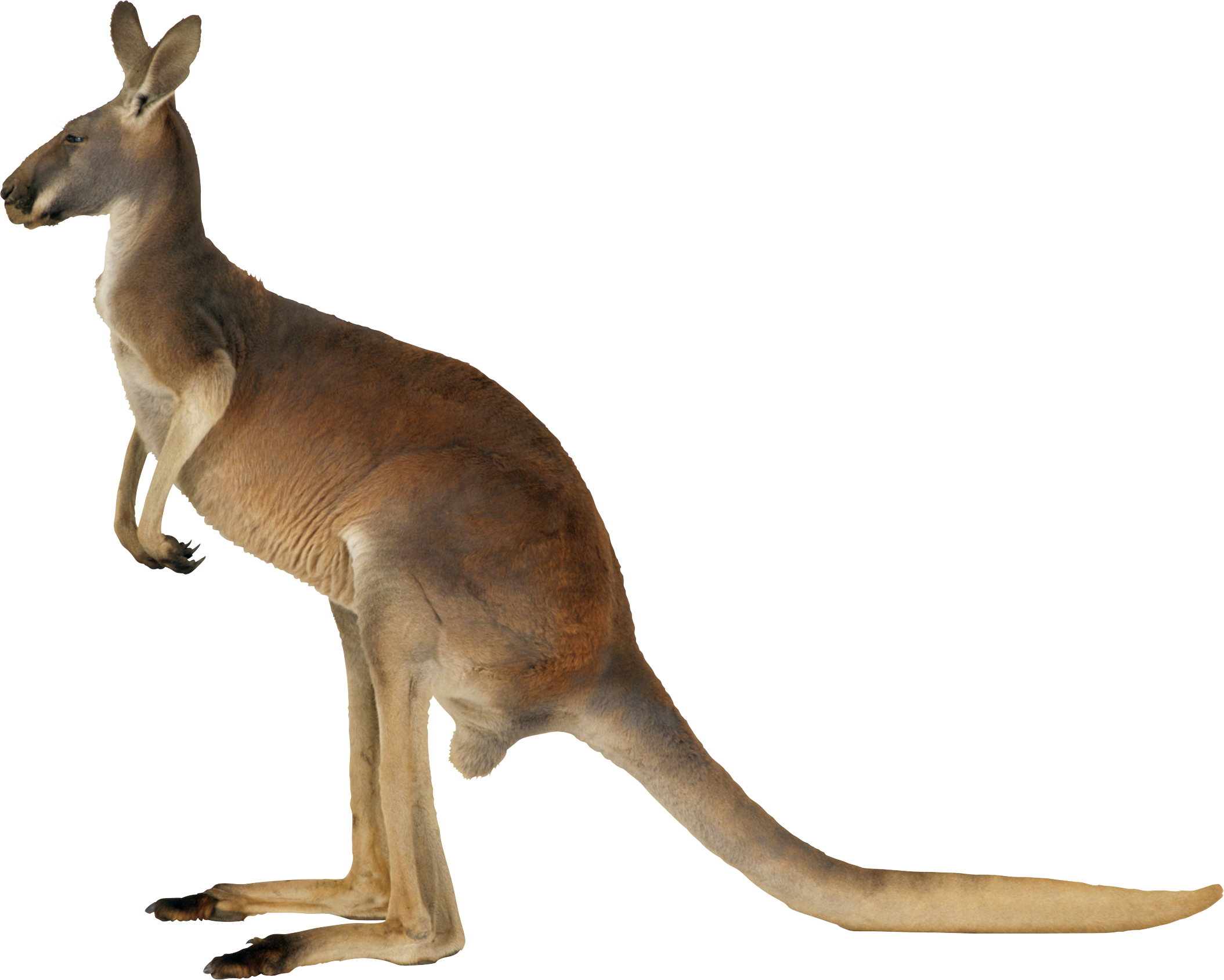 Animals Wallaby Kangaroo Ostrich Goat PNG