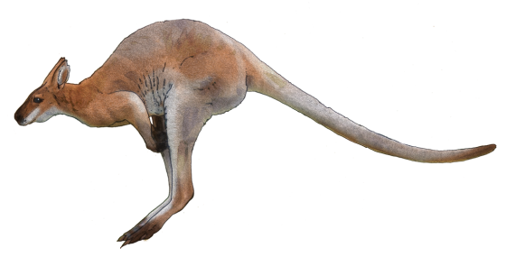 Marsupial Ocean Reptile Flakes Kangaroo PNG