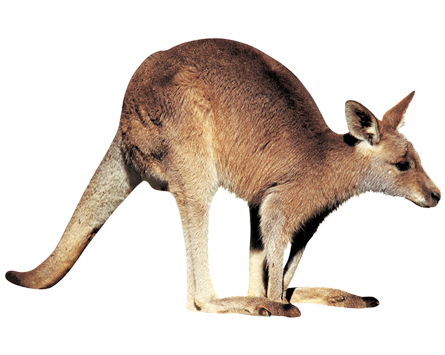 Cat Kangaroo Reptile Emu Echidna PNG