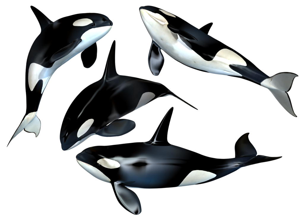 Beluga Cute Dogs Orc Whale PNG
