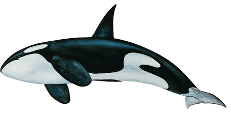 Life Slayer Grampus Killer Whale PNG