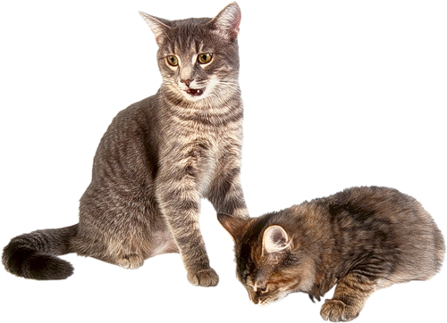 Collie Babe Animals Kitten Tabby PNG