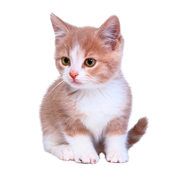 Basset Malamute Kitten Domestic Kennel PNG