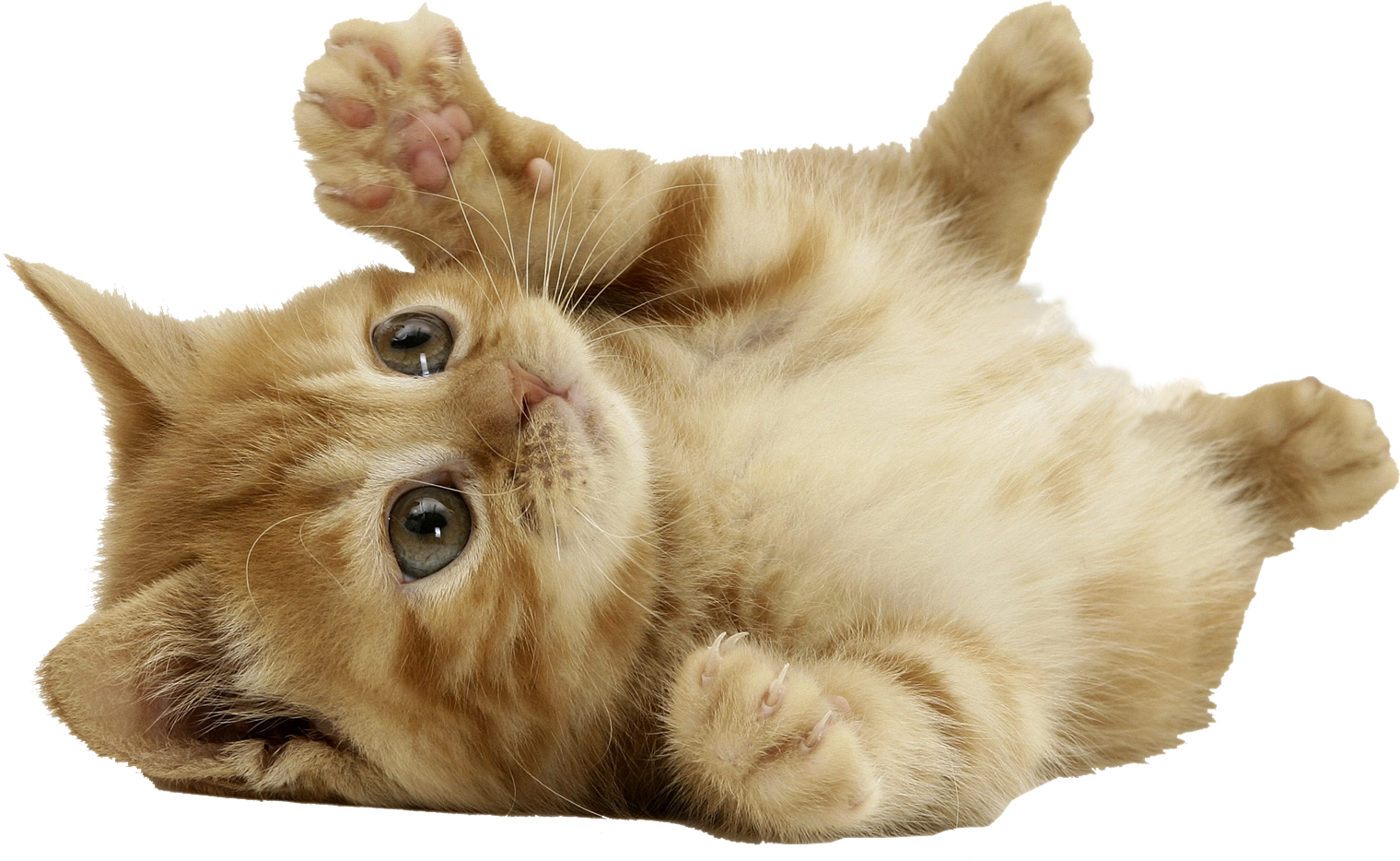 Kitten Collie Kitties Doberman Felines PNG