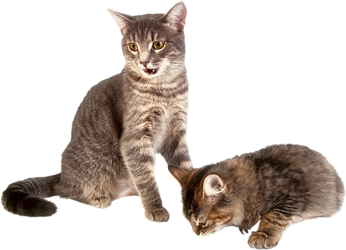 Puppy Puss Pets Background Kitten PNG
