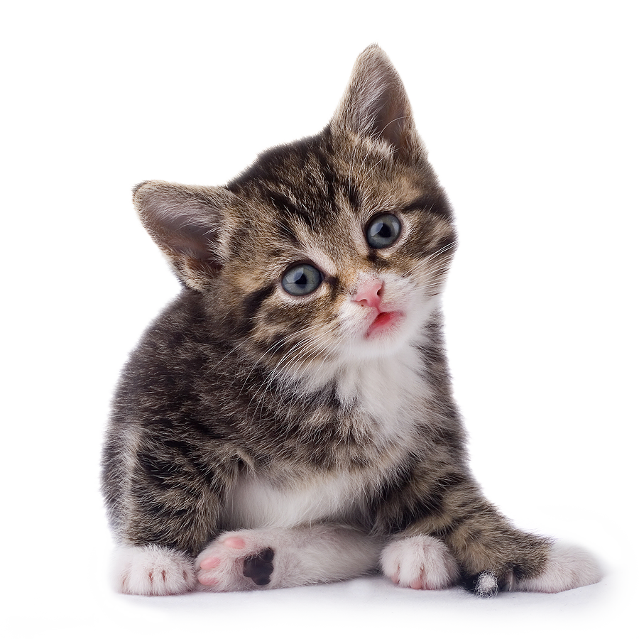 Cat Planet Kitty Babe Kittens PNG