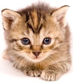 Puss Cats Gecko Snakes Kitty PNG