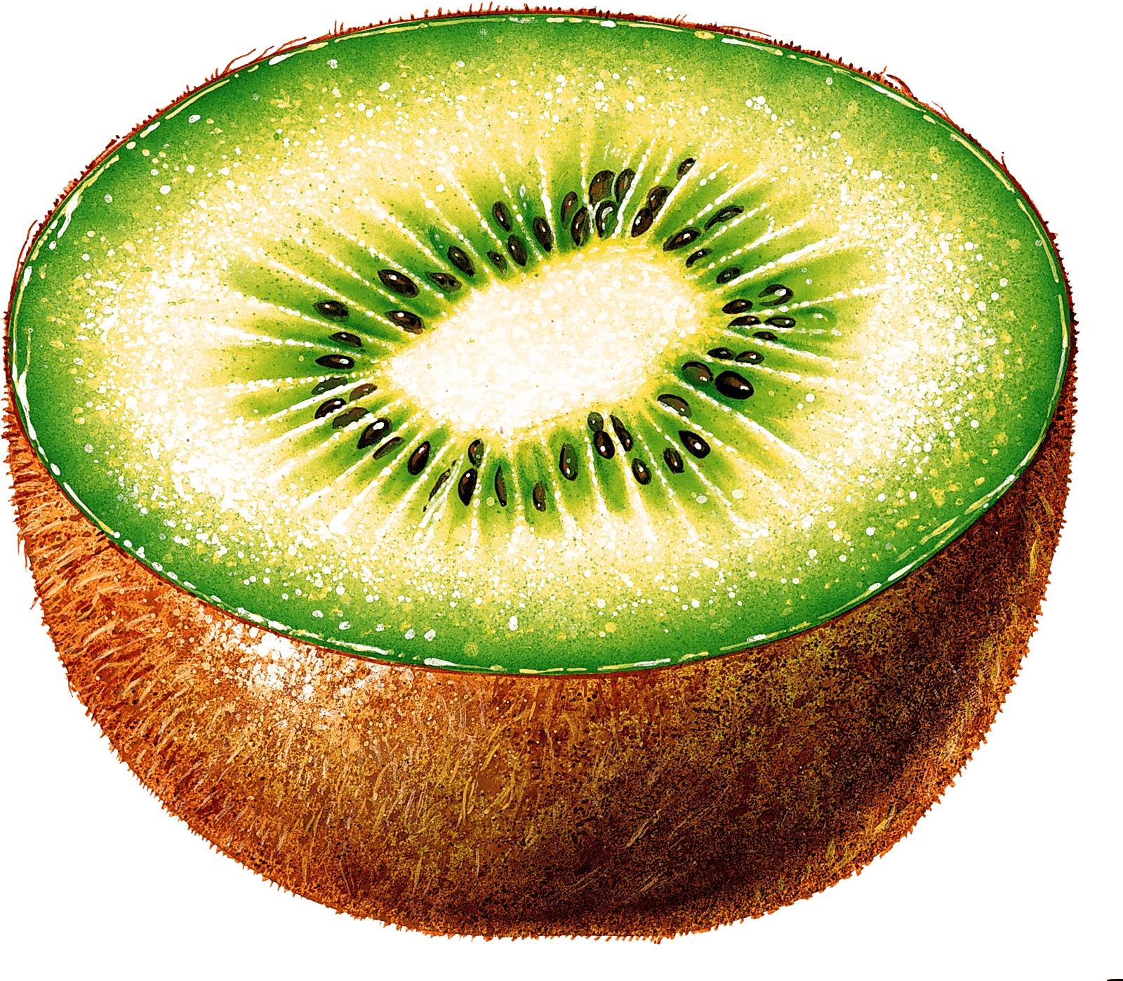 Kiwifruit Rupee Rand Kiwi Fruit PNG