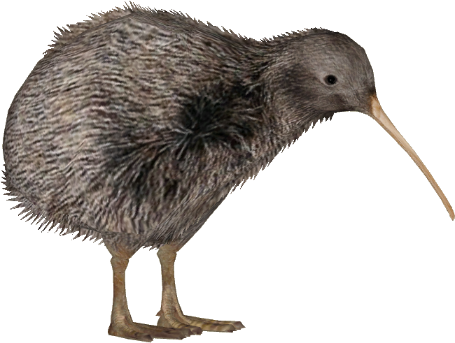 Animals Echidna Rupee Finger Kiwi PNG