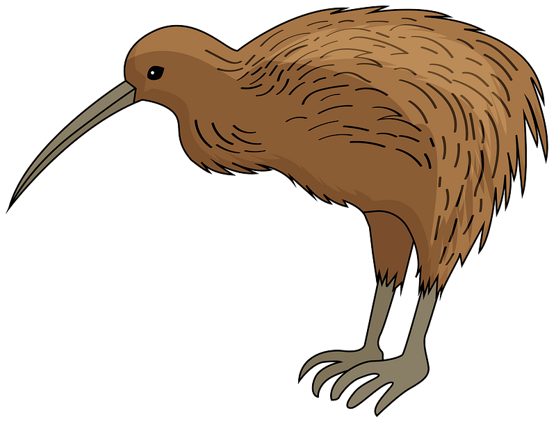 Fowl Wild Feather Kiwi Snort PNG