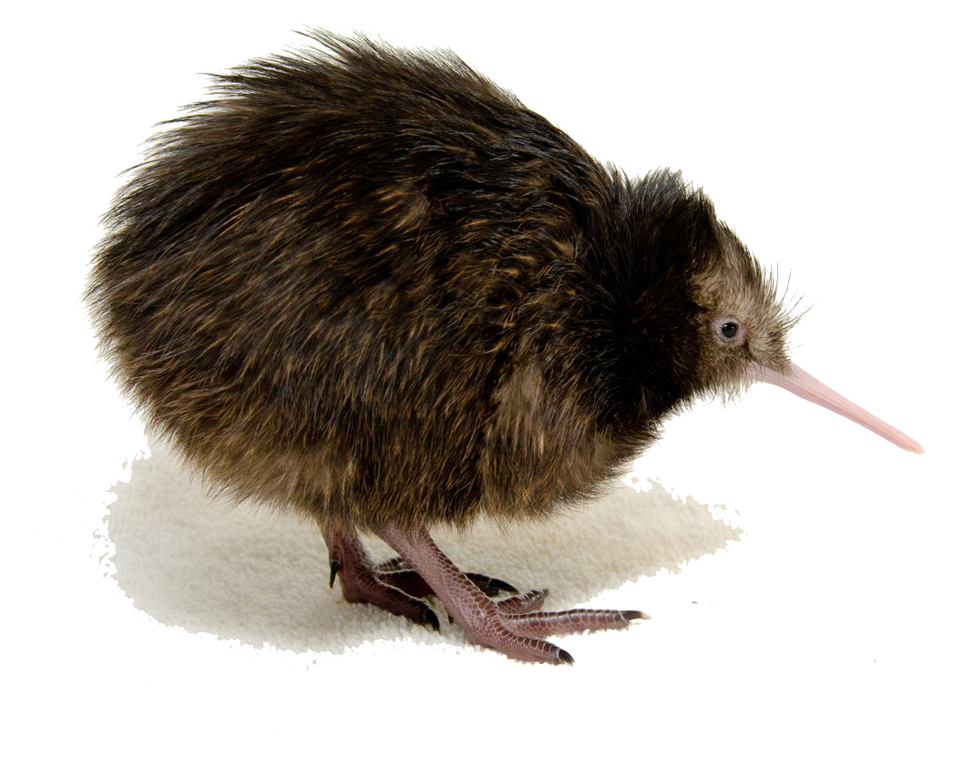 Awesome Cats Birdie Bird Kiwi PNG