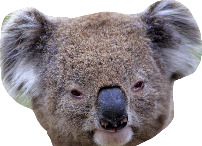 Koala Wallaby Face Animals Platypuses PNG