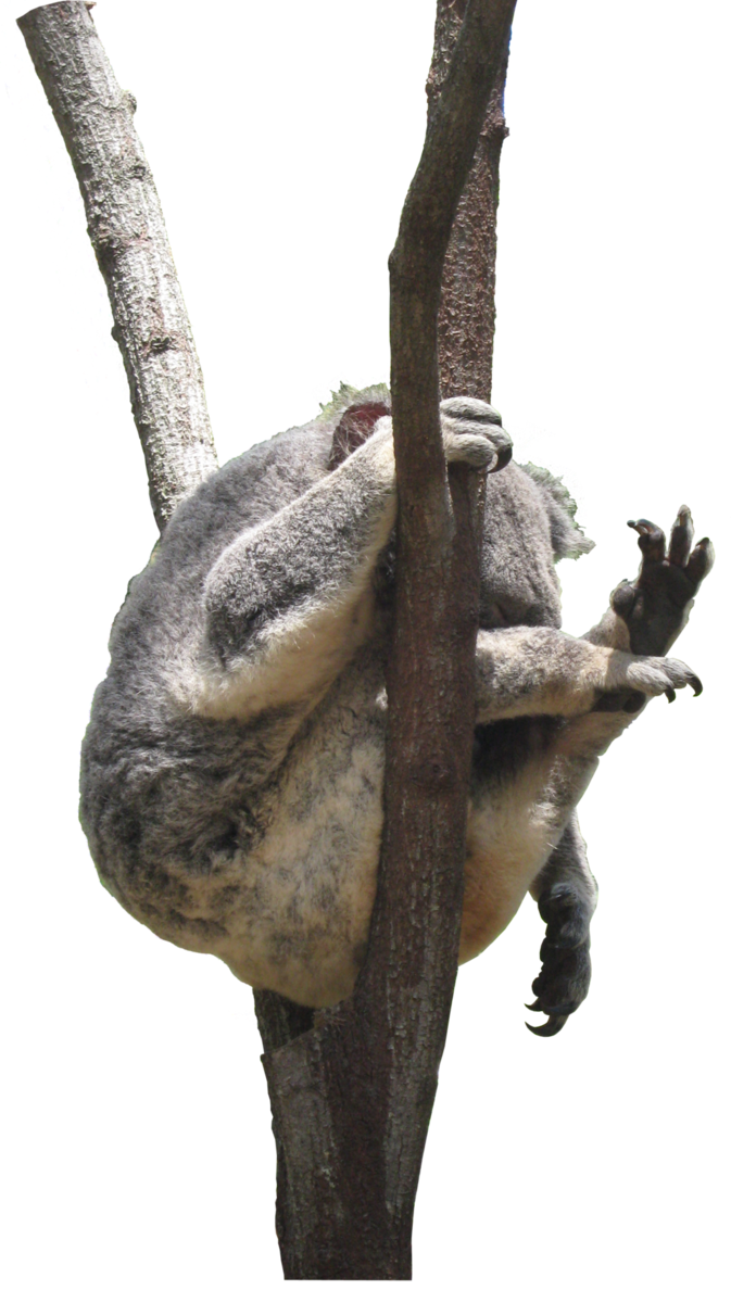 Koala Otter Marsupial Joeys Kangaroo PNG