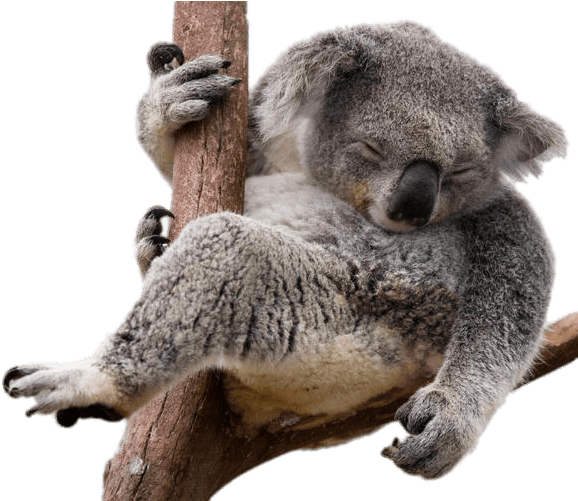 Platypuses Gibbon Koala Animals Kangaroos PNG