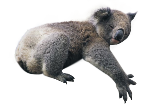 Bird Frog Baboon Animals Koala PNG