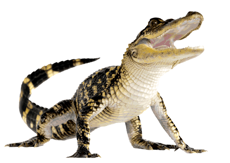 Dragon Biology Reptile Tartar Snakes PNG