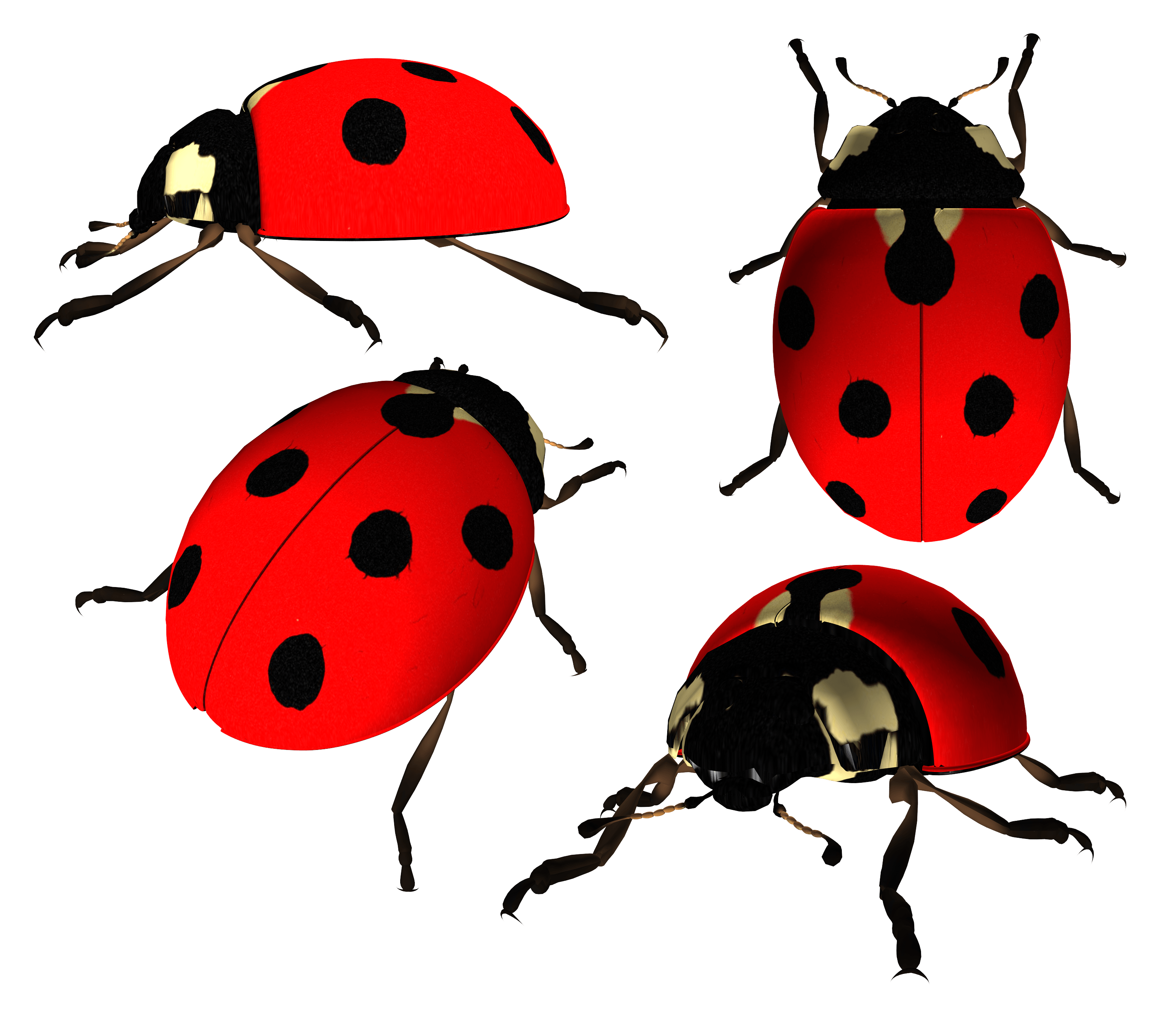 Ladybird Ladybug Believe Creatures Mantises PNG