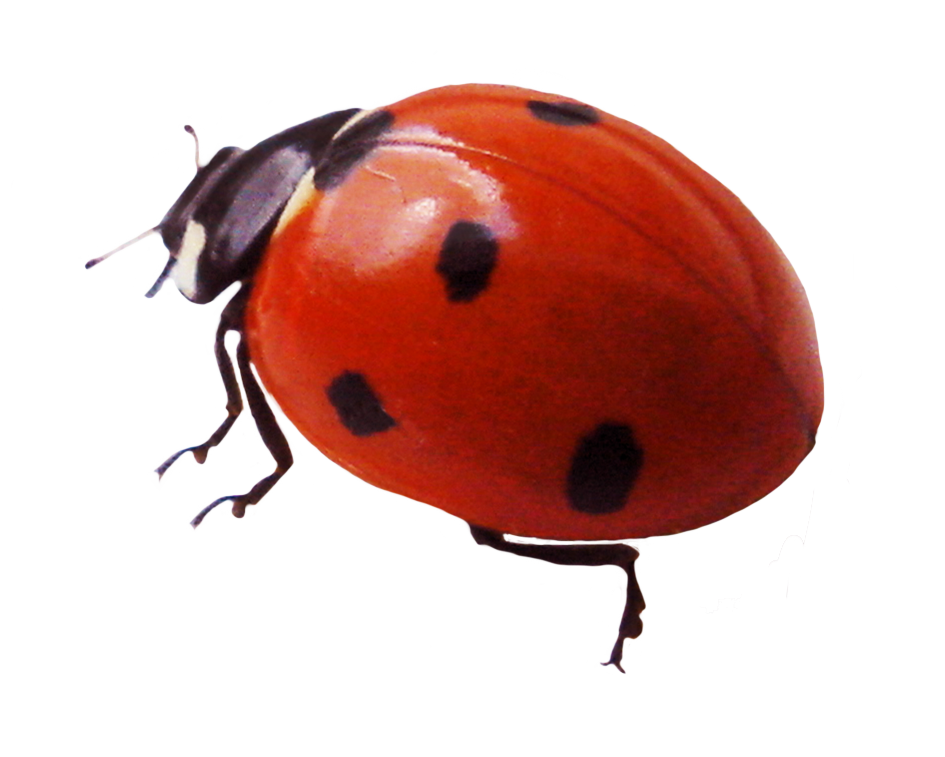 Junco Beetle Spider Ladybug File PNG