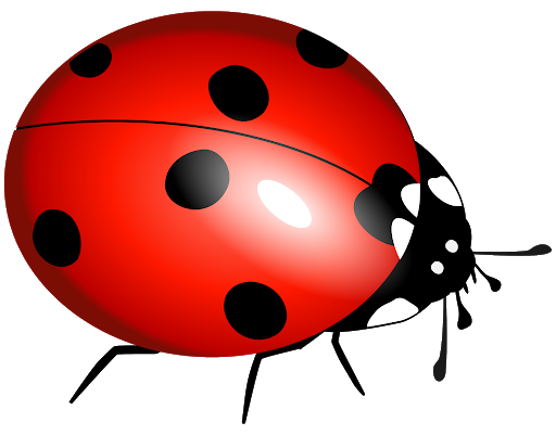 Quality Insects Fairy Dandelion Ladybug PNG