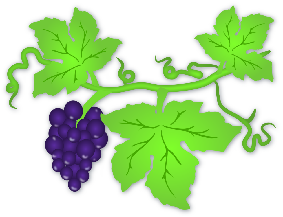 Slips Page Grapevine Art Vine PNG