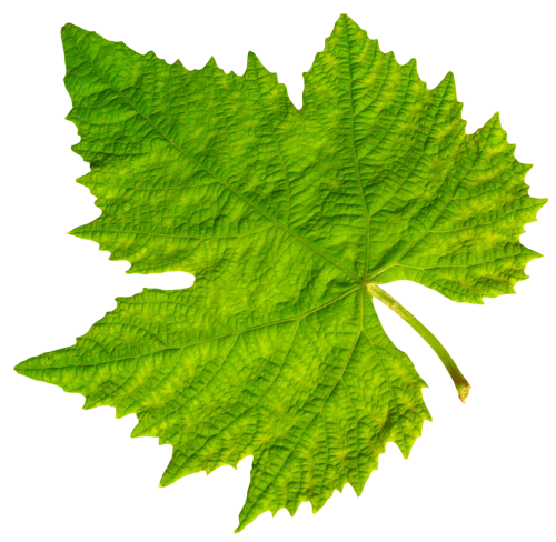 Example Foliage Leaf Clover Slip PNG