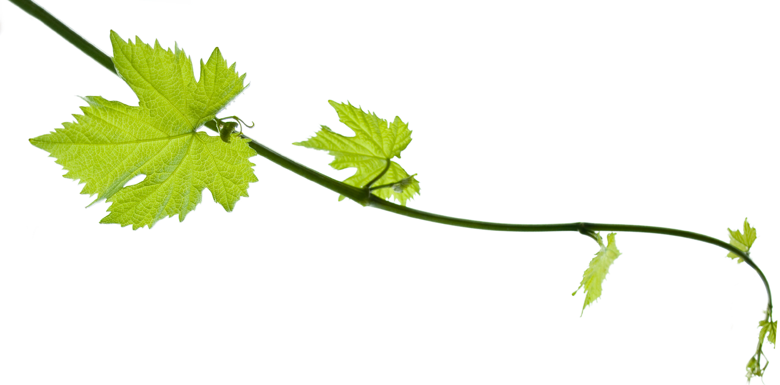 Vine Leaf Grape Canopy Nature PNG