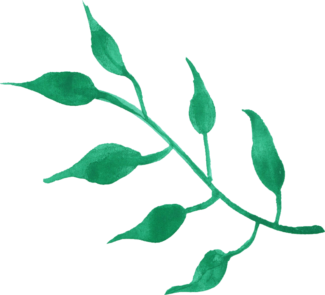Leaf Green Midrib Fresh Slips PNG