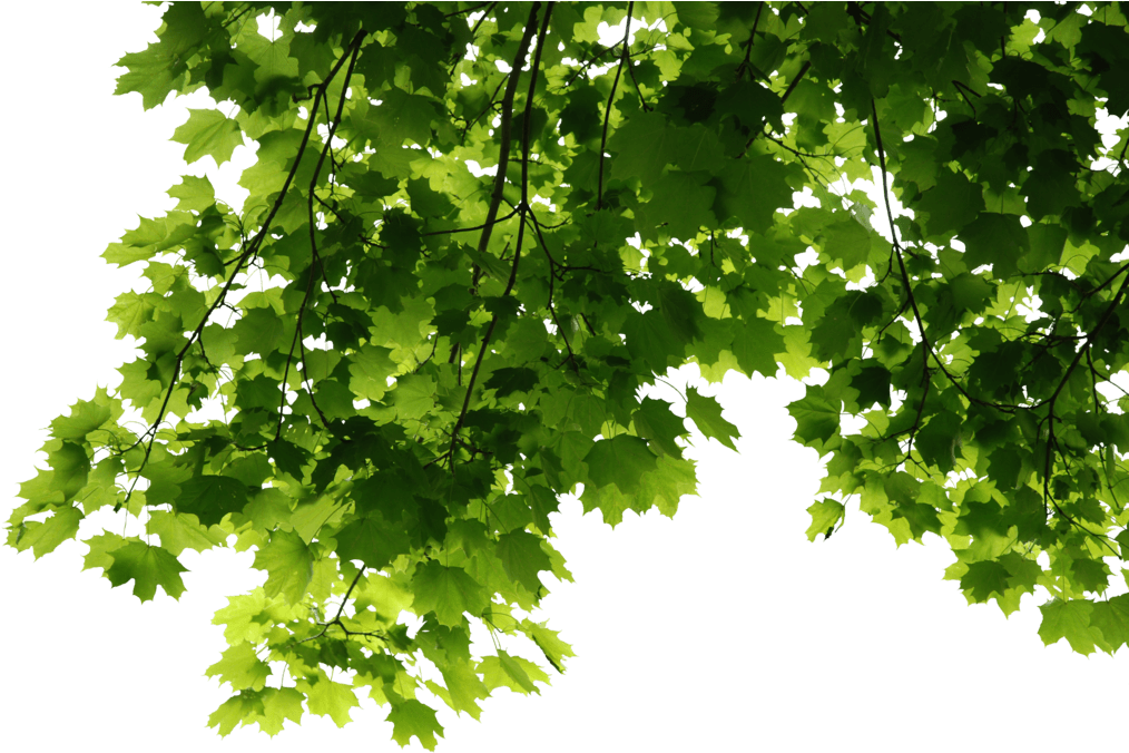 Nature Foliage Frond Spreadsheet Fresh PNG