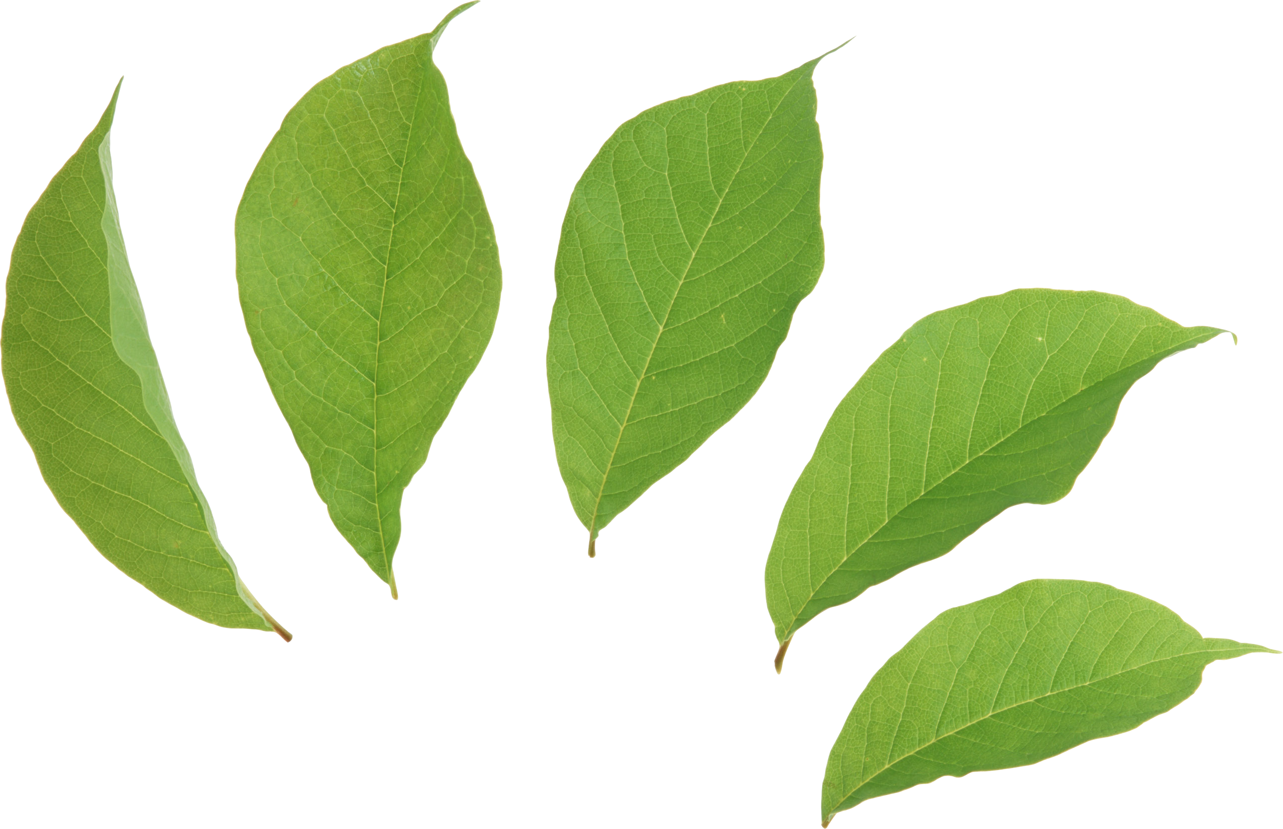 Papers Petioles Leafs Nature Sheet PNG