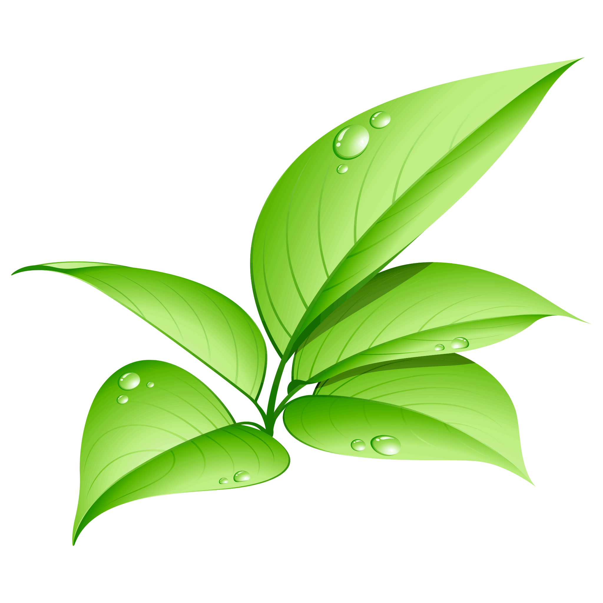 Piece Thumb Quality Green Nature PNG