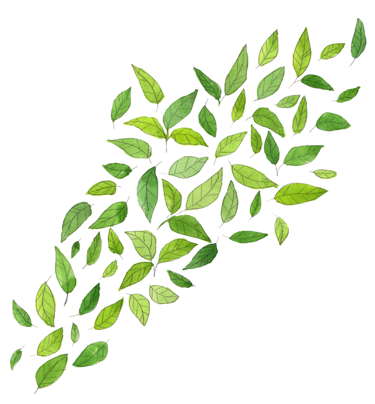Flip Grapevine Chart Leaf Slip PNG
