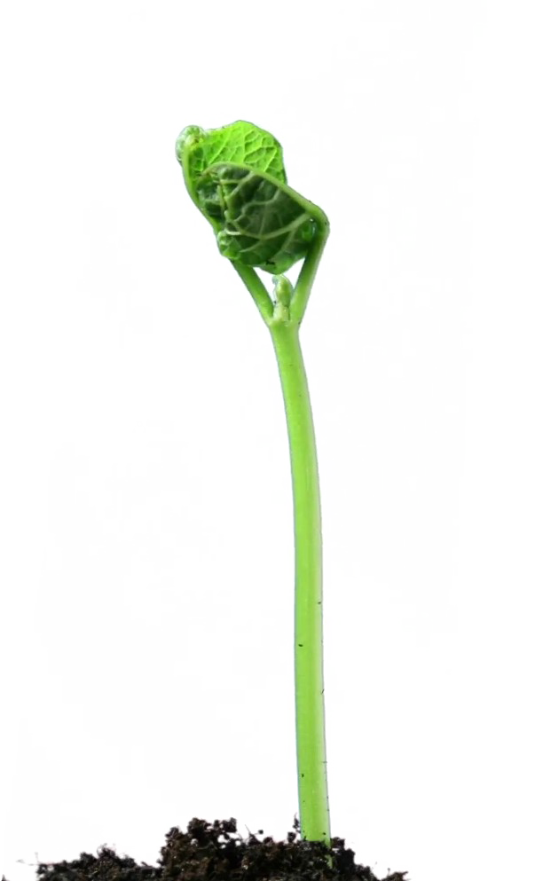 Riff Coca Needle Growing Vine PNG