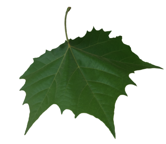 Folio Riff Paper Frond Leaf PNG