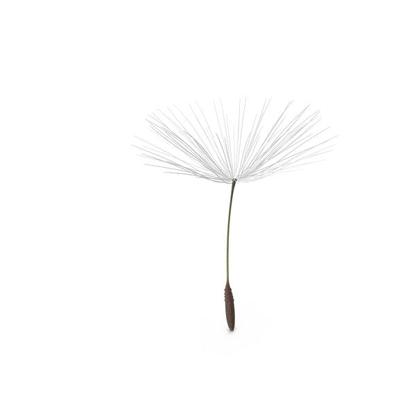 Worksheet Dandelion Riff Handout Leaflet PNG