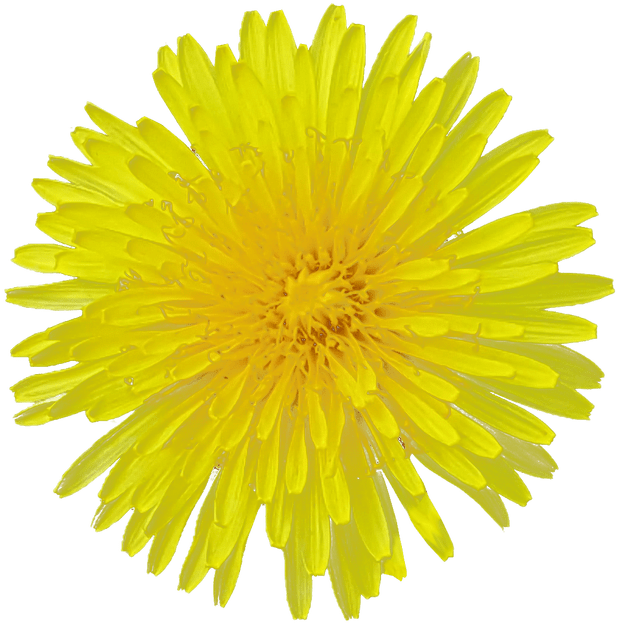 Dandelion Blades Midrib Thumb Canopy PNG