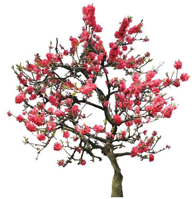 Cherry Handout Flip Flowering Folio PNG