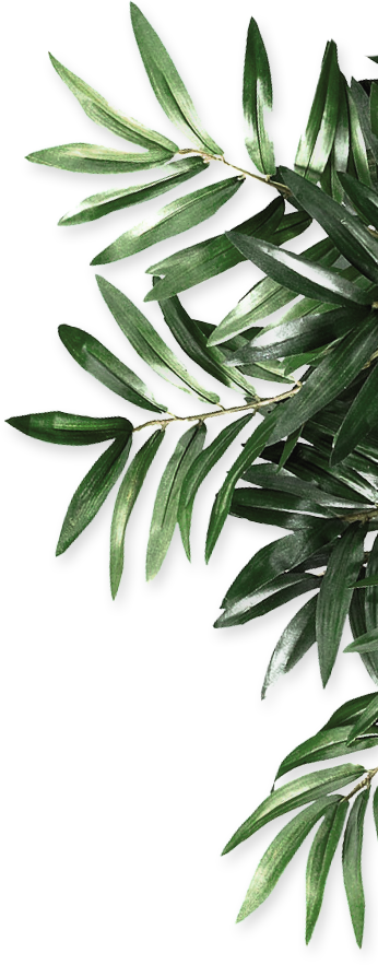 Houseplant Android Organics Tree Branch PNG