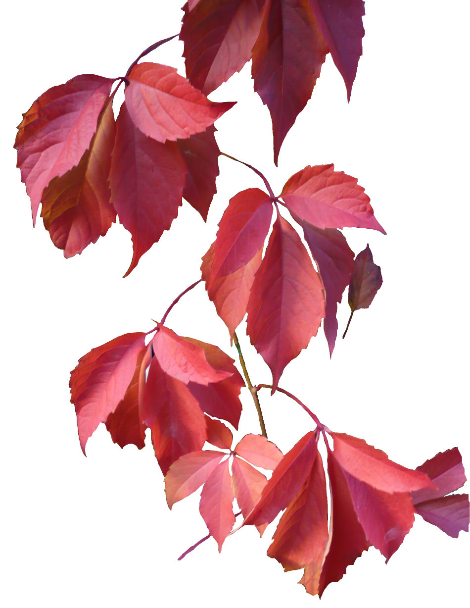 Leaves Red Life Friends Relax PNG