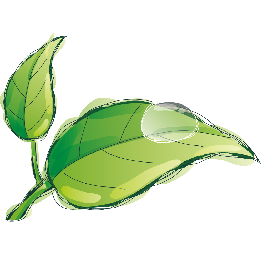 Farewell Leaf Creates Husks Dew PNG