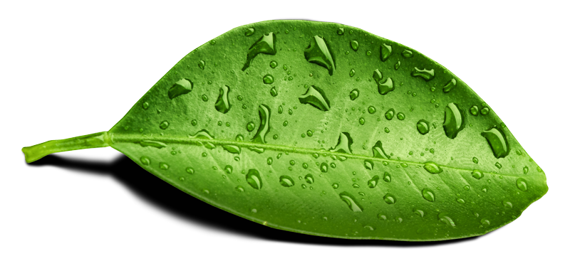 Leaf Nature Water Drop Result PNG