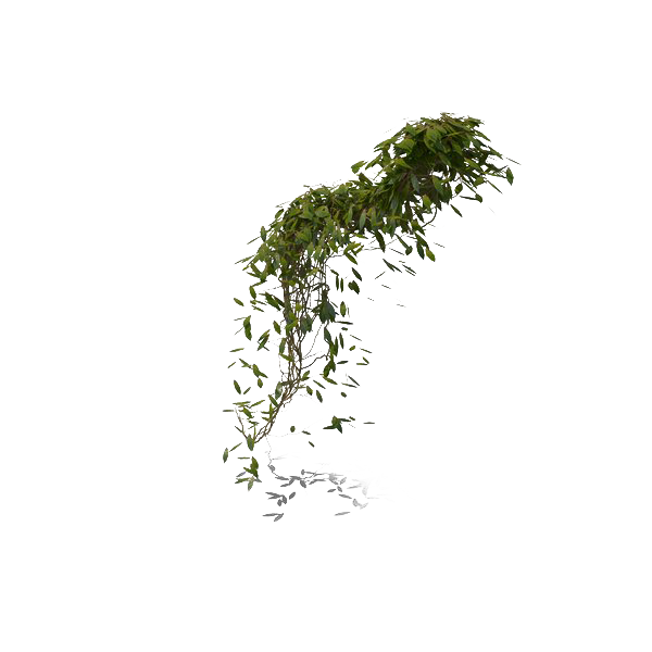 Green Hanging Creates Layers Ivy PNG