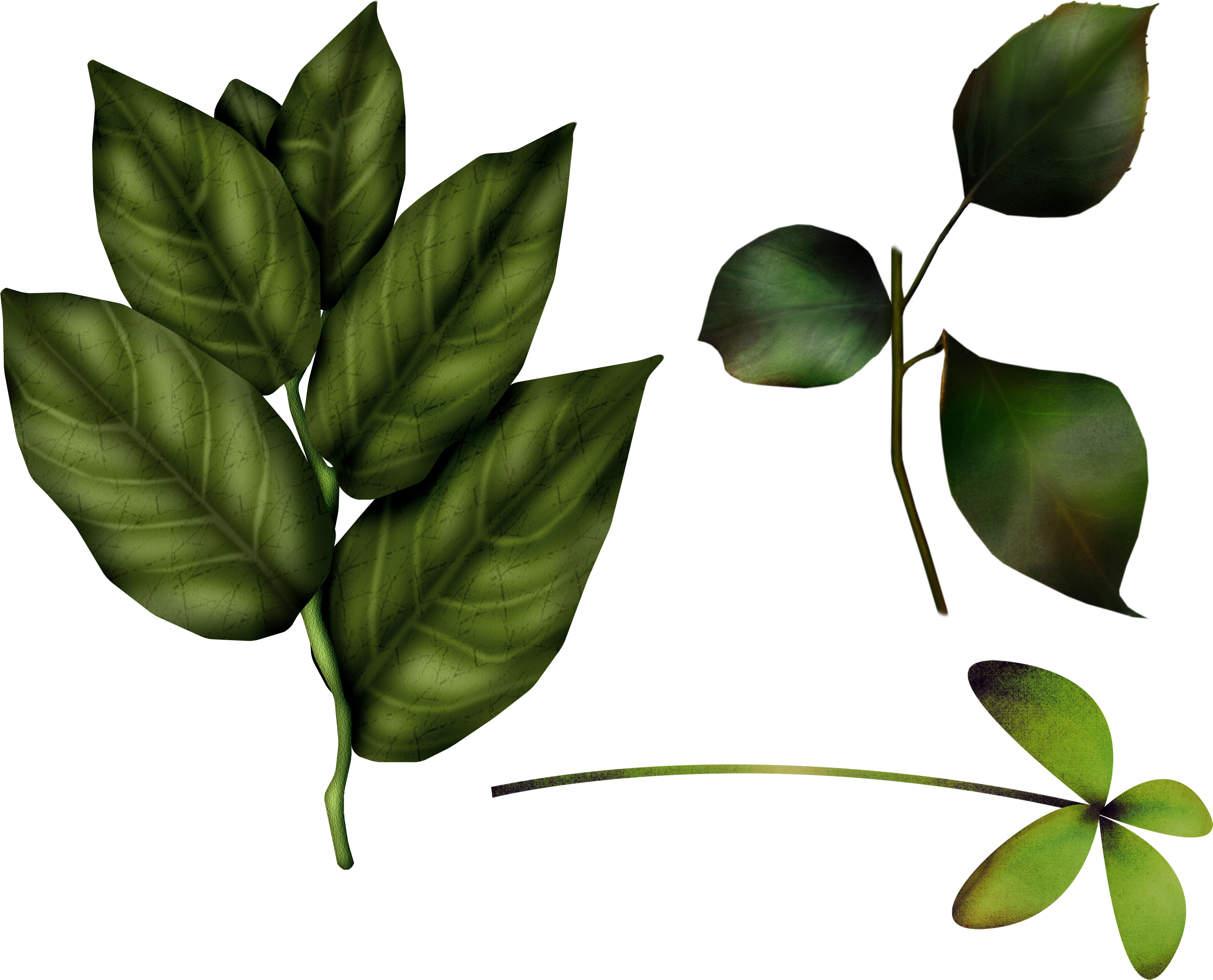 Layers Leaves Opens Emerges Give PNG