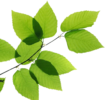 Leaves Green Give Opens Pink PNG