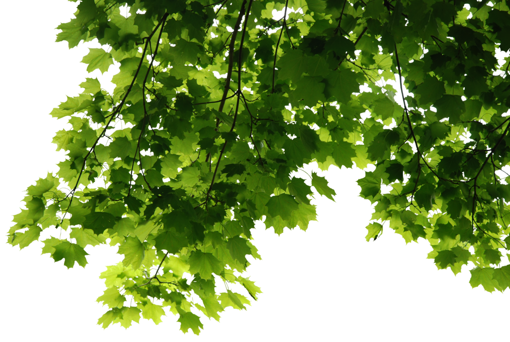Gives Forest Makeup Leaves Photography PNG