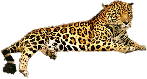 Love Planet Geckos Leopard Sleeping PNG
