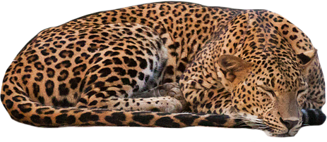 Lion Leopard Animals Fauna Green PNG