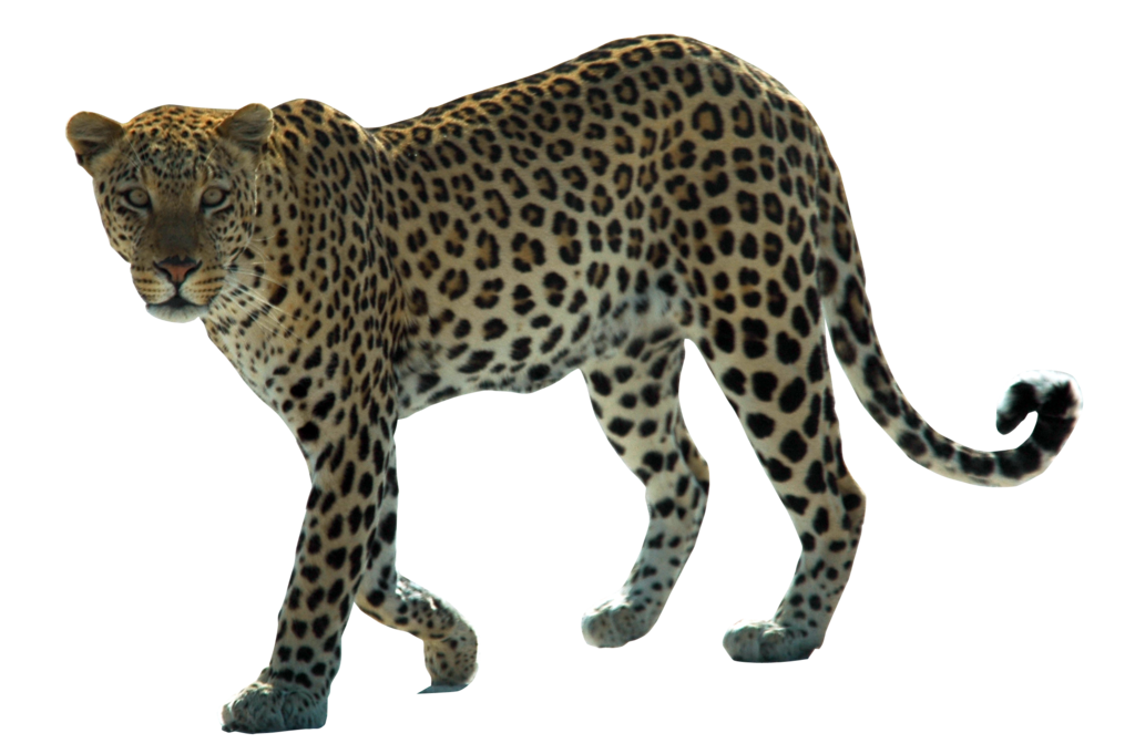 Cats Cat Rare Hyena Leopard PNG