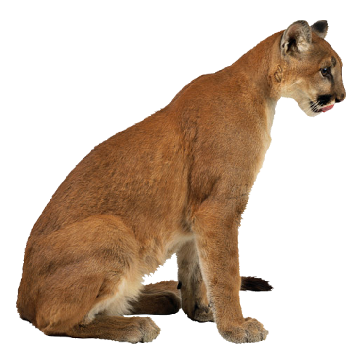Fauna Animal Cheetah Eurasian Cougar PNG
